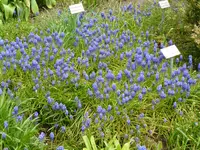 Armenische Traubenhyainthe.webp