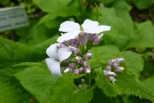 Ausdauerndes Silberblatt Detail.webp