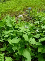 Ausdauerndes Silberblatt.webp