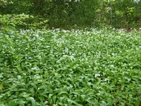 Bärlauchfeld.webp
