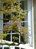 Blauregen.webp