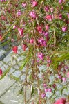 Boronia heterophylla Detail.jpg