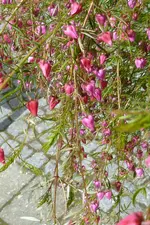 Boronia heterophylla Detail.webp