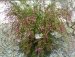 Boronia heterophylla.jpg