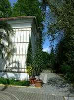 Echium pininana.webp