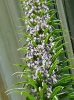 Echiun pininana Detail.webp