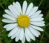 Gänseblümchen.webp