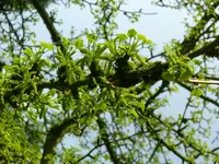 Ginko Detail.webp
