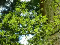 Ginkoaustrieb.webp