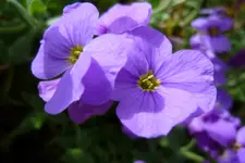 Griechisches Blaukissen.webp