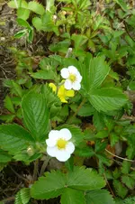 Knackerdbeere.webp