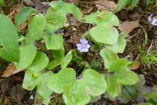 Leberblümchen.webp