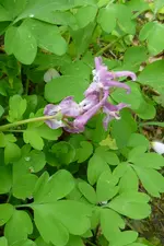 Lerchensporn.webp