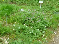 Lungenkraut - Buschwindröschen.webp