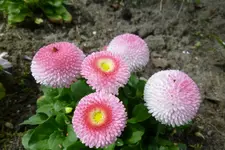 Masliebchen1.webp