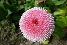 Masliebchen2.webp
