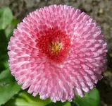Masliebchen3.webp