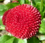 Masliebchen4.webp