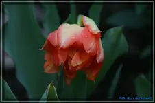 comp_DSC03252.webp