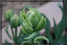 comp_DSC03253.webp