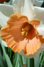 N1050926.webp
