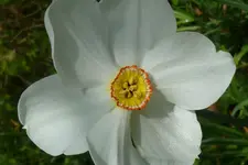 Narcissus Poetikus Blüte.webp