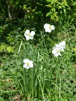 Narcissus Poetikus.webp