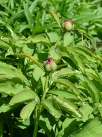 Paeonioa peregrina.webp