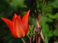 image.webp
