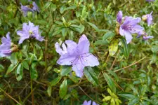 R1060035.webp