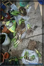 comp_DSC03249.webp