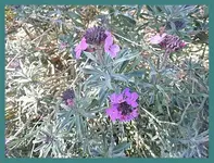 055.webp