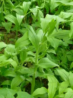 Salomonssiegel1.webp
