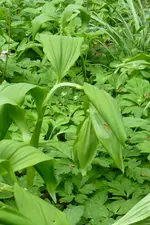 Salomonssiegel2.webp