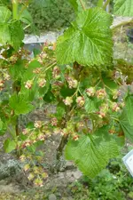 Schwarze Johannisbeere.webp