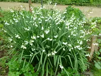 Sommerknotenblume.webp