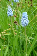 Traubenhyazinthe.webp