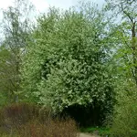 Traubenkirsche.webp