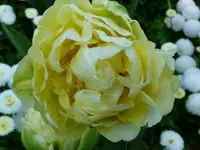 Tulipa cultivar Montreux Blüte.webp