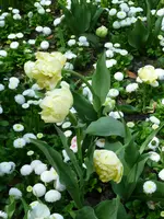 Tulipa cultivar Montreux.webp