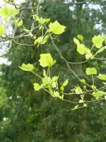 Tulpenbaum1.webp
