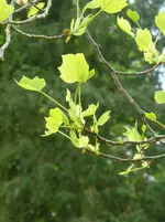 Tulpenbaum2.webp