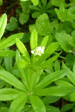 Waldmeister.webp