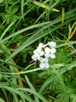 Wiesenschaumkraut.webp