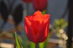 Tulpen_7149.JPG