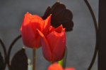 Tulpen_7151.JPG