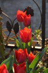 Tulpen_7153.JPG