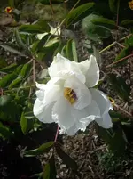 Bild1_Pfingstrose_Suffruticosa_Feng Dan Bai_Blüte.webp