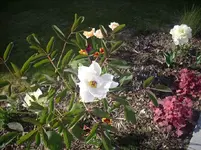 Bild2_Pfingstrose mit Tulpen.webp