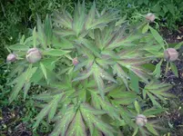 Bild3_Strauchpfingstrose_Suffruticosa.webp